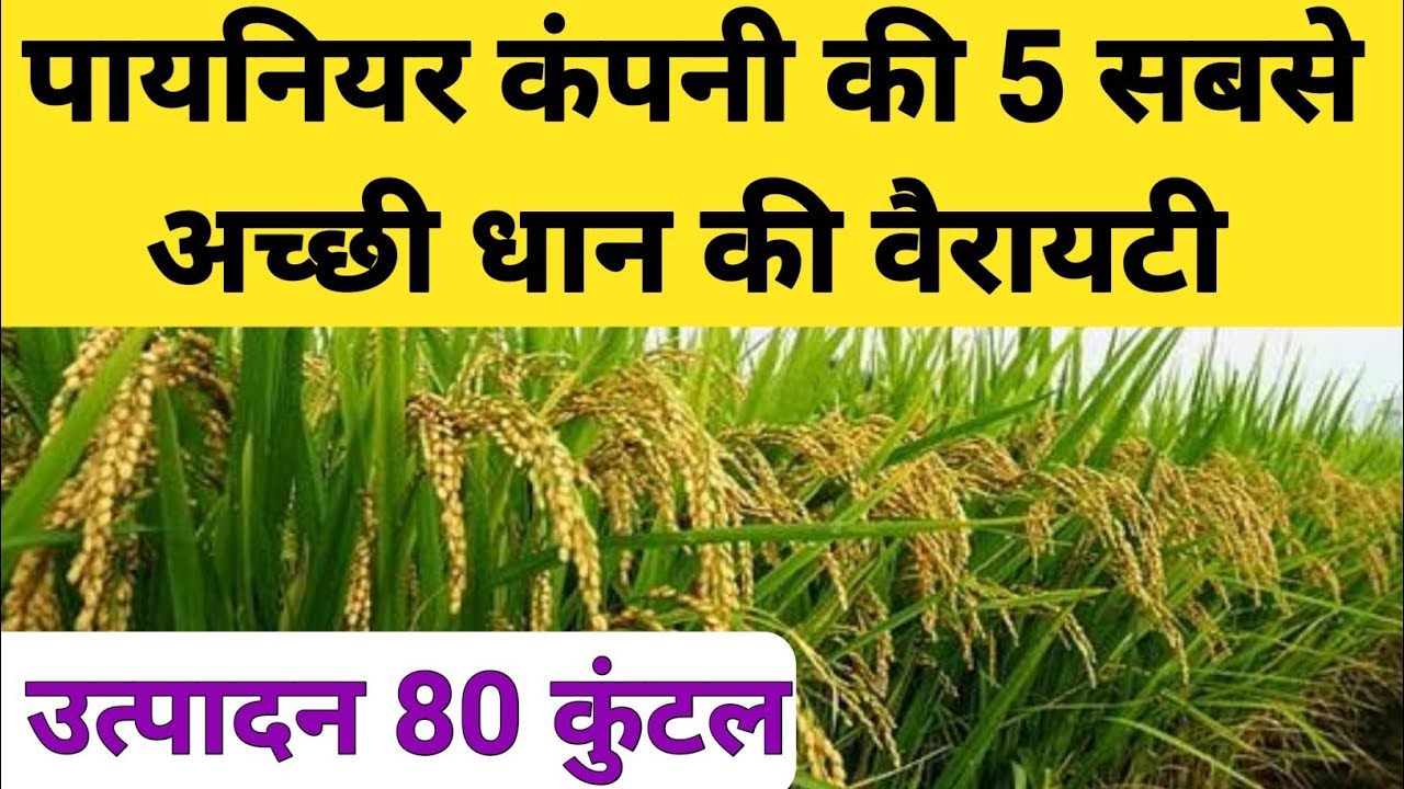 पायनियर कंपनी की 5 सबसे अच्छी धान की वैरायटी |pioneer dhan ki top variety |Dhan ki kheti / Dhan