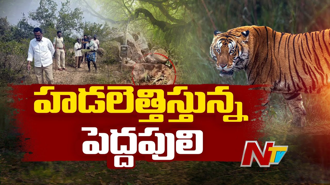 Tiger Spotted in Nellore Udayagiri | AP | NTV Telugu