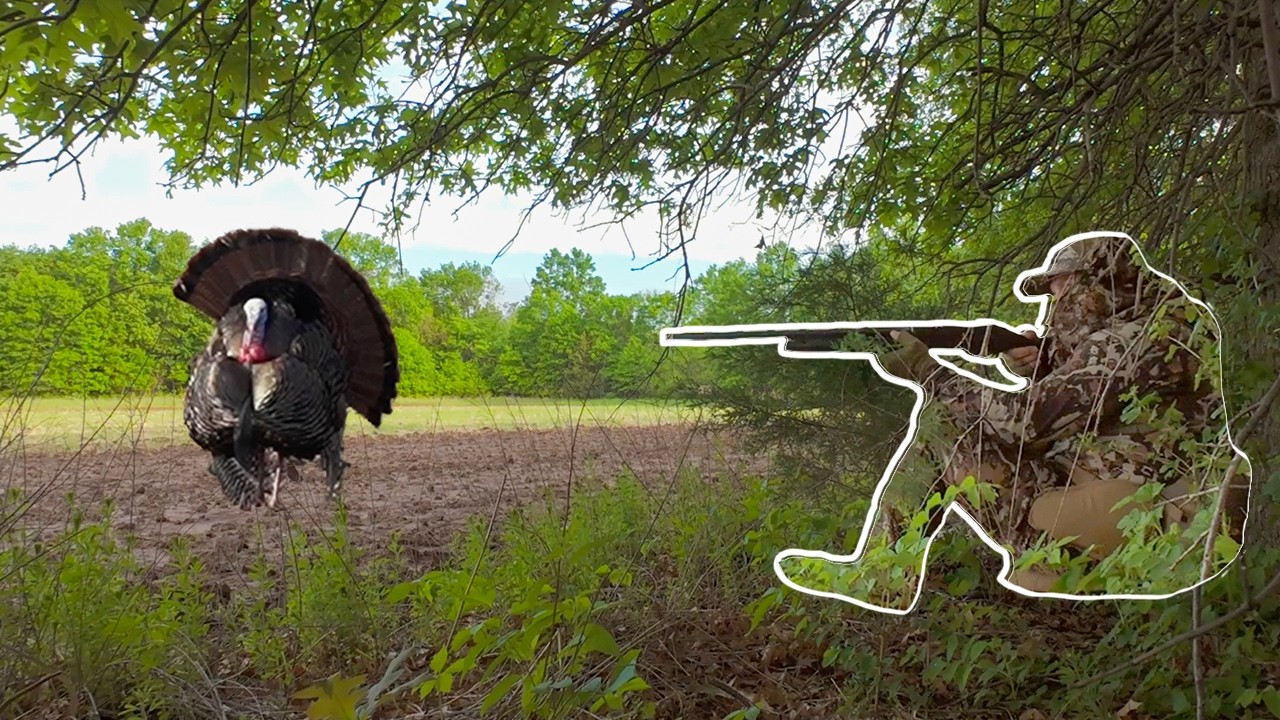 Gobblers Going Everywhere! | Missouri Public Land Turkey Hunt