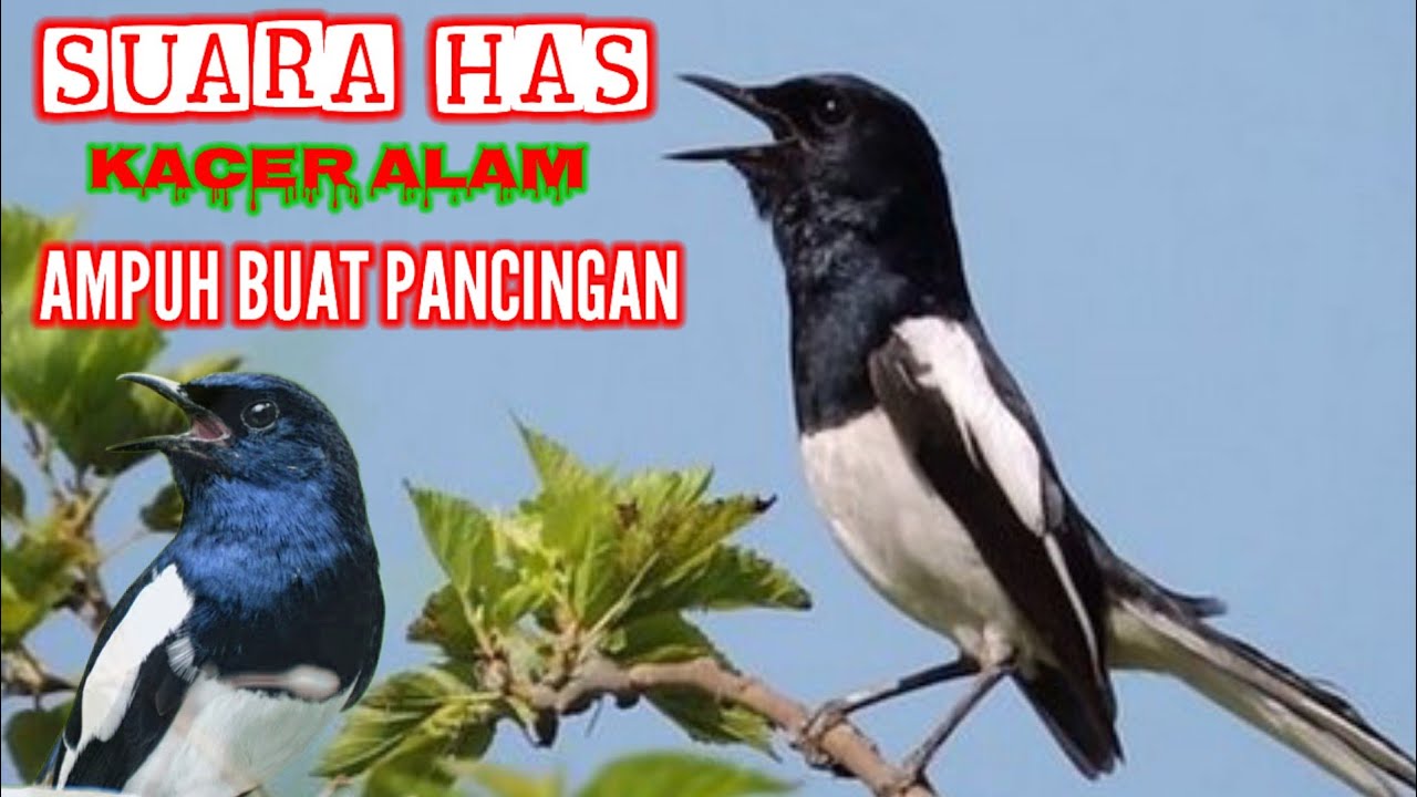Suara has KACER ALAM ampuh buat mikat dan PANCINGAN HARIAN