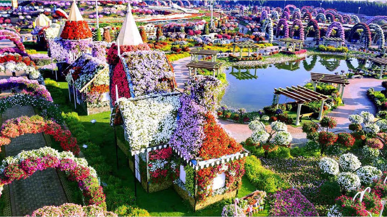 Dubai Miracle Garden Drone Shot HD