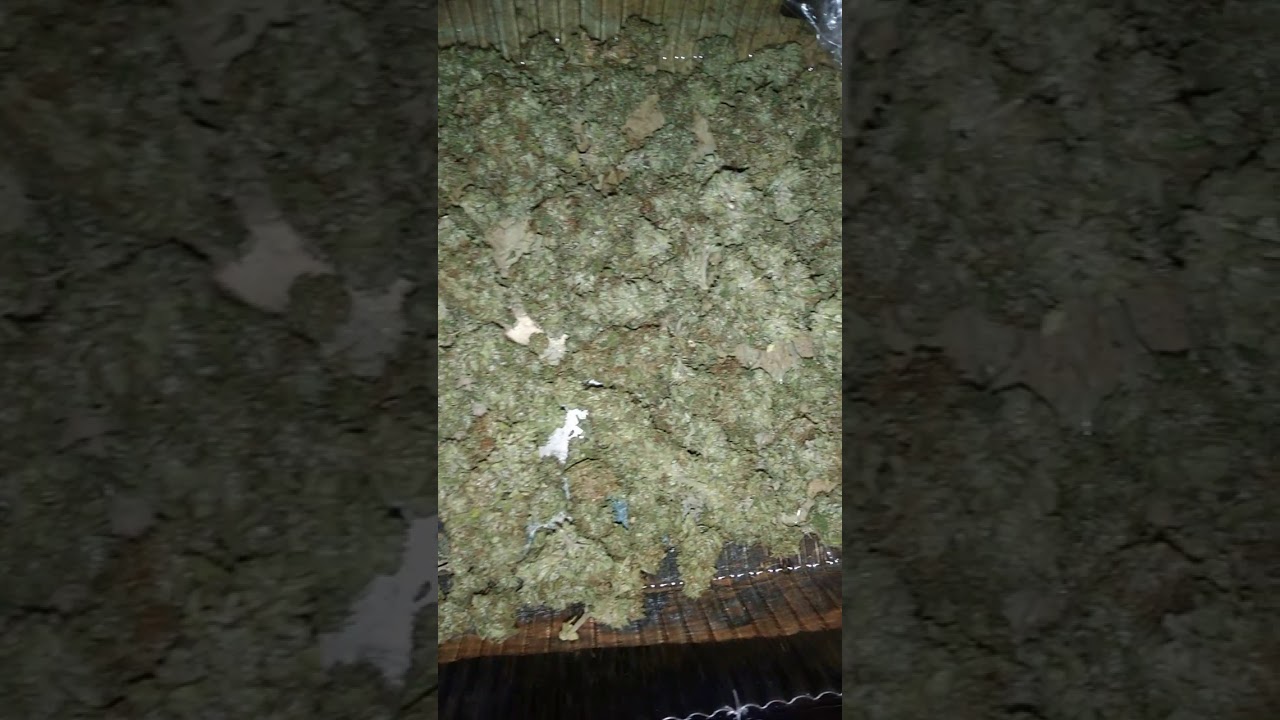 Emperor OG Cali Outdoor GROW