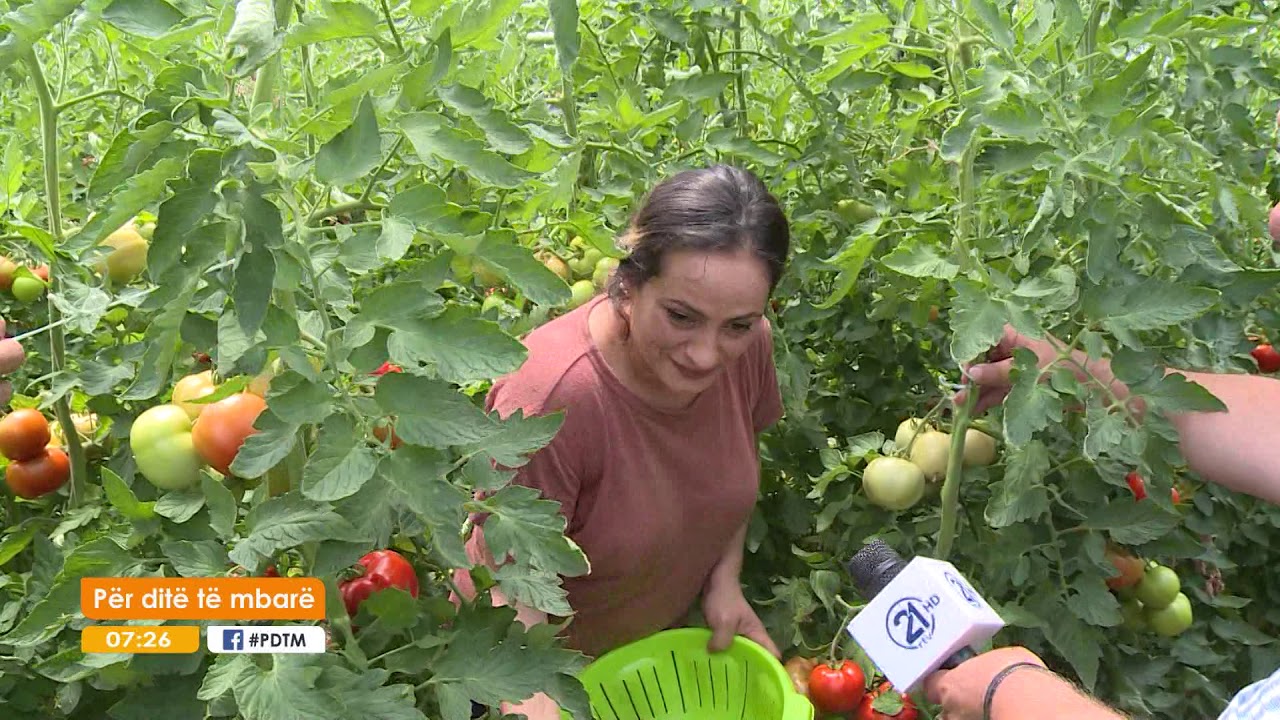 Kultivimi i perimeve nga serra e Gentiana Malokut (Plloçicë, Malisheve) 26.07.2019