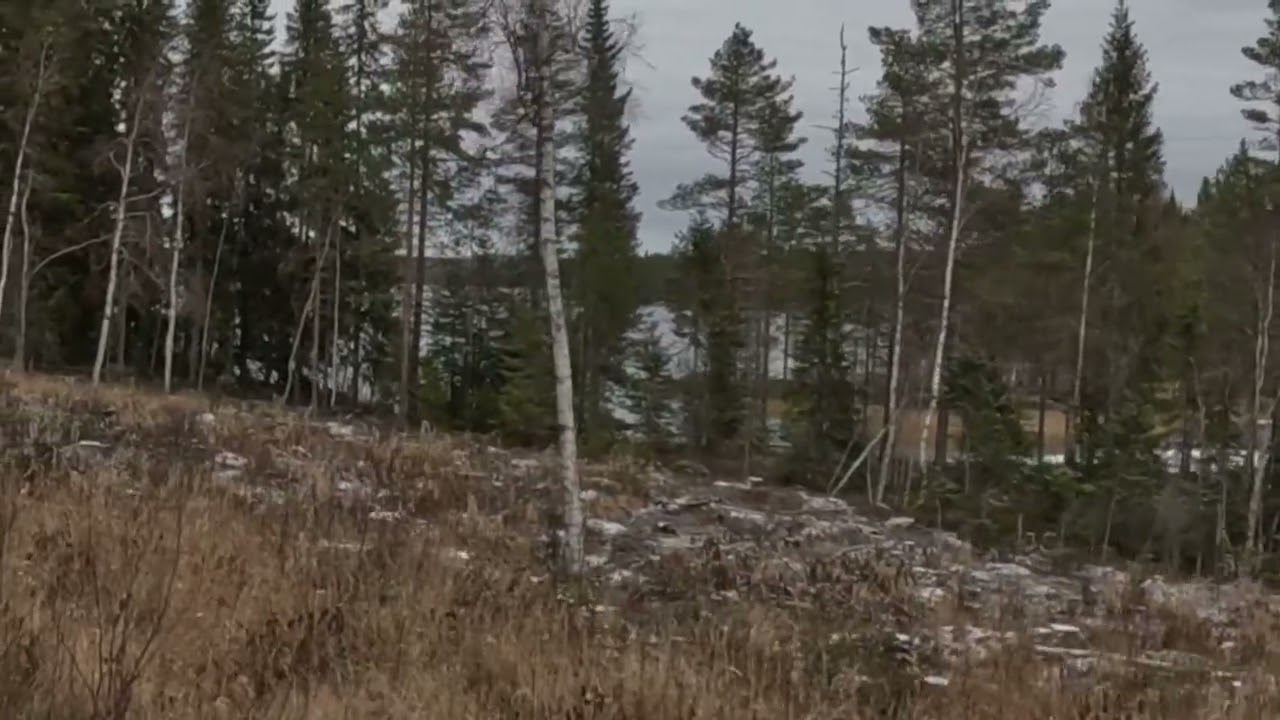 Ko och kalv springer förbi på långt håll