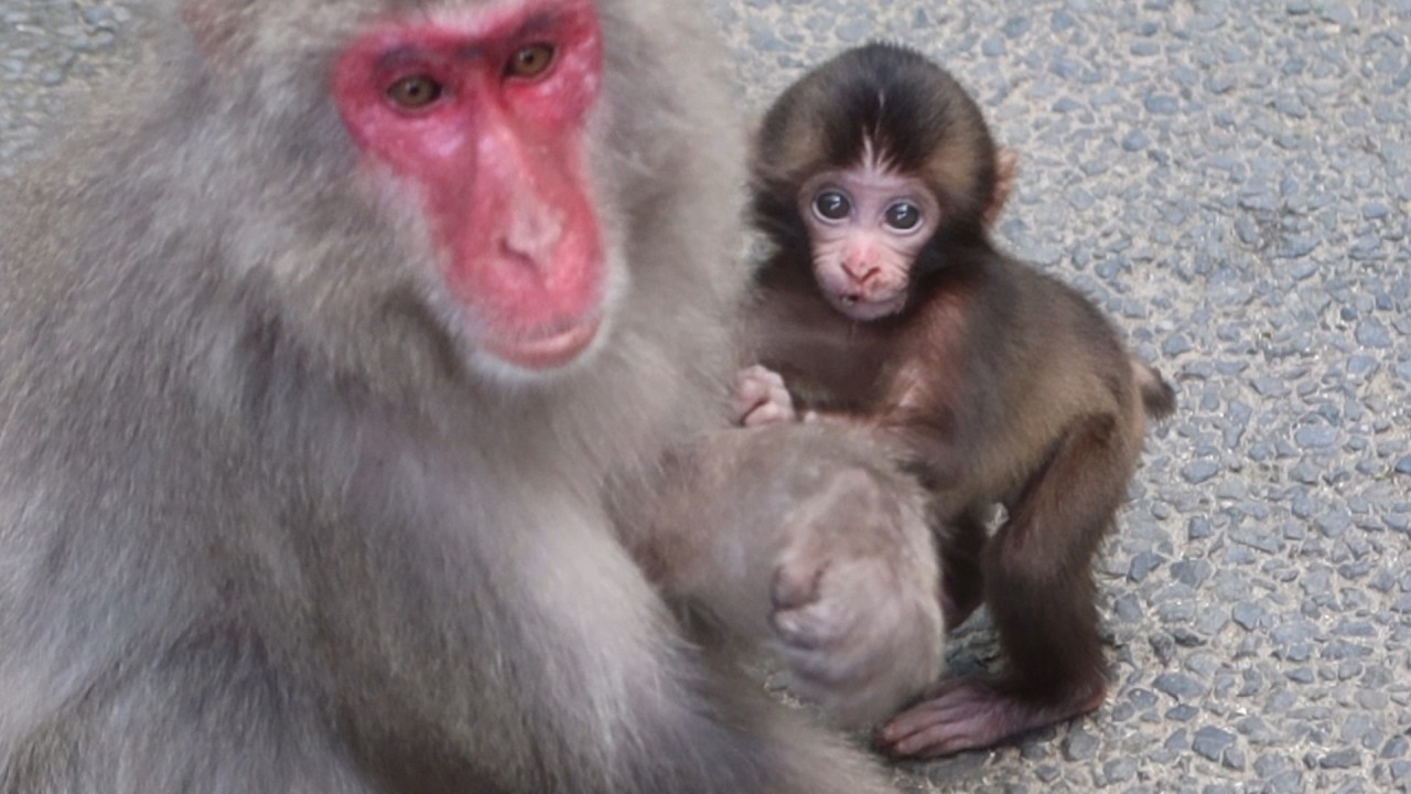 Внимание, мама! Очаровательная просьба малыша-обезьянки / monpai monyet baby bibi monkey