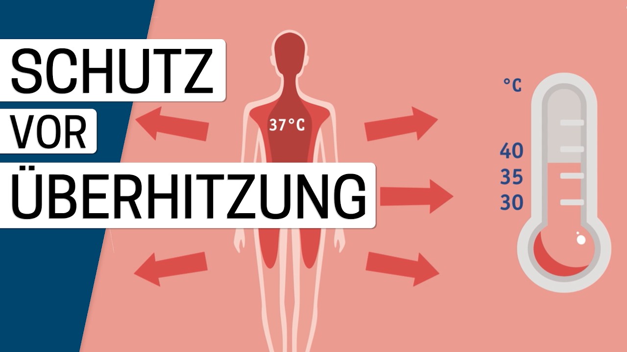 Wie wird die K&ouml;rpertemperatur bei Hitze geregelt?