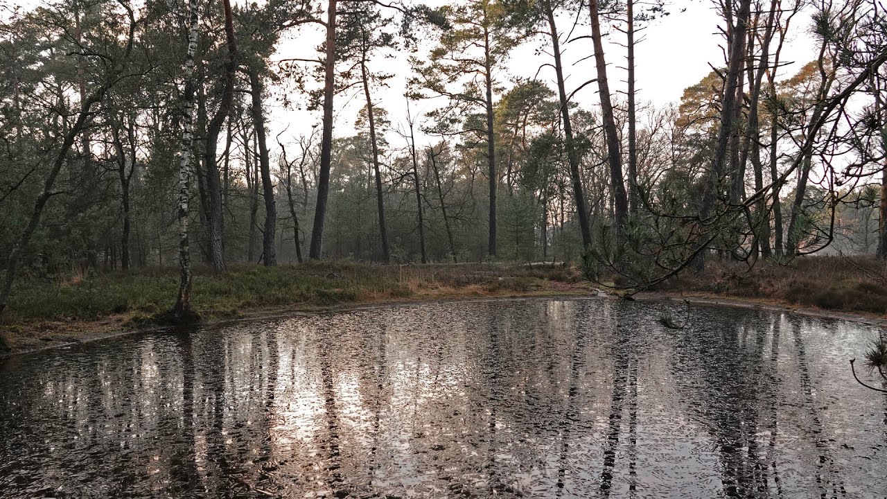 Noorderheide bij Vierhouten ● Waterwerken ● Veluwe ● 2021