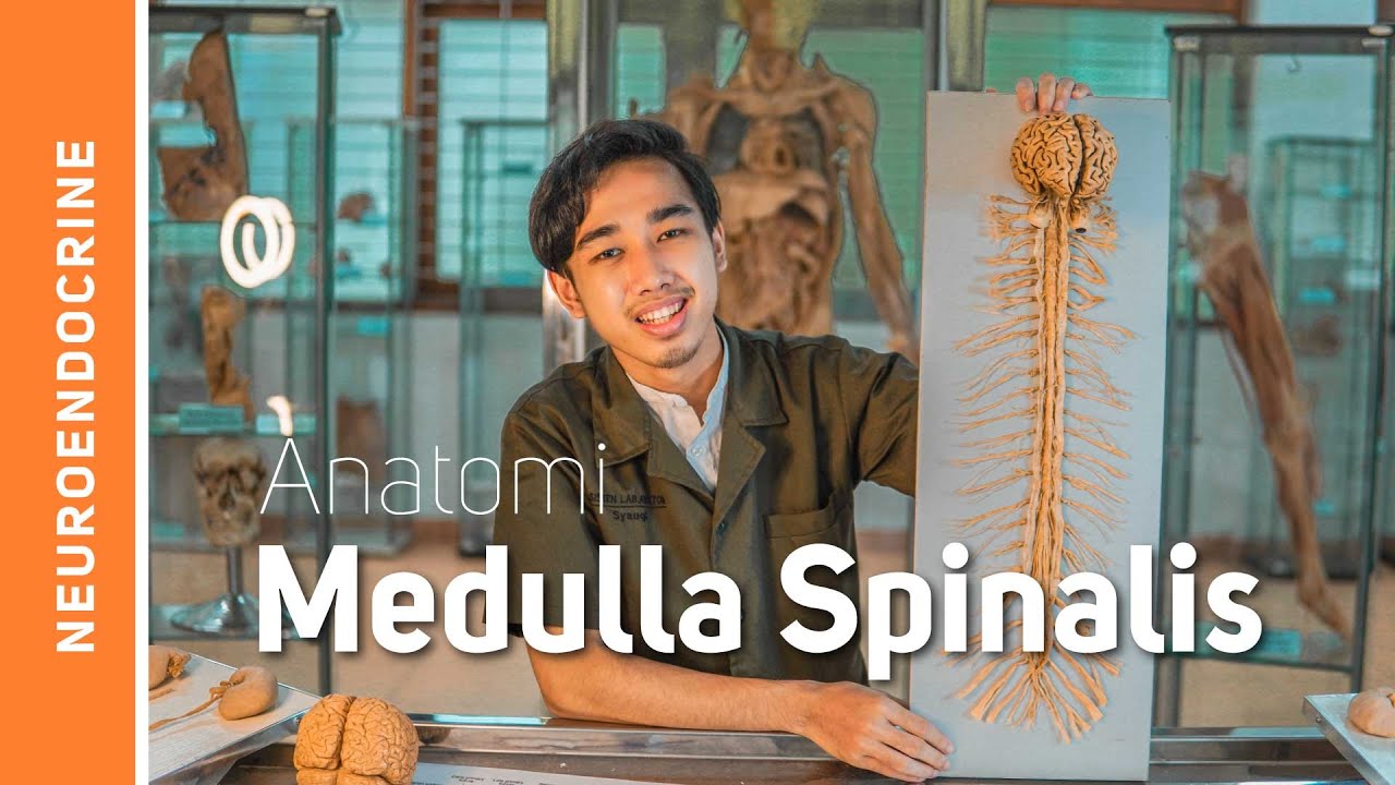 Anatomi Sistem Saraf-Medulla Spinalis (Sumsum tulang belakang)