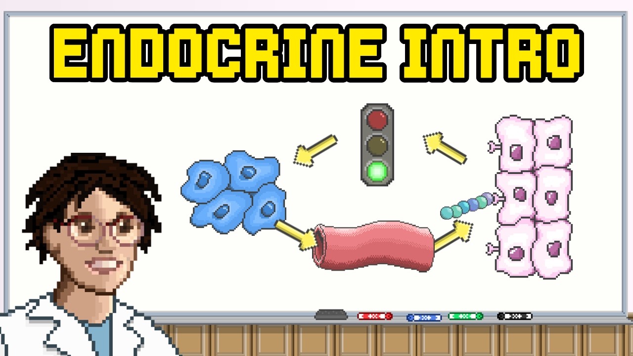 Endocrine System Overview - Hormones, Target Tissues, Glands