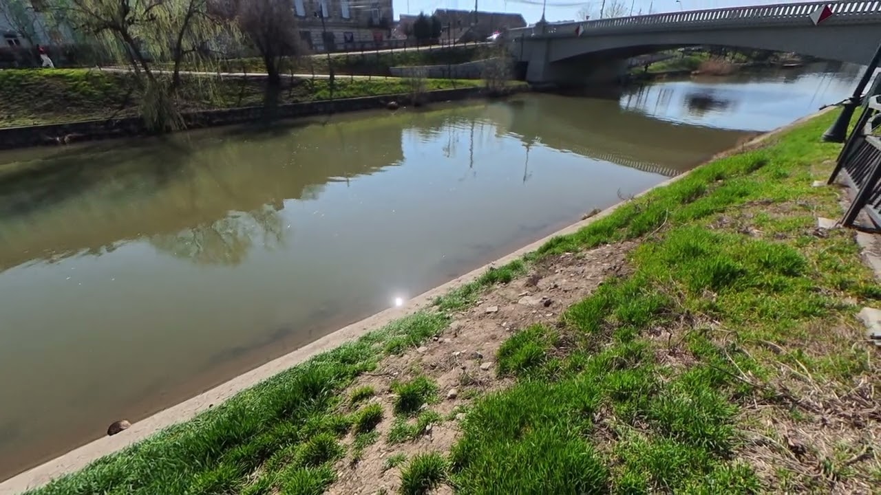 pe malul rîului Bega Din Timisoara este bizam sau nutrie?