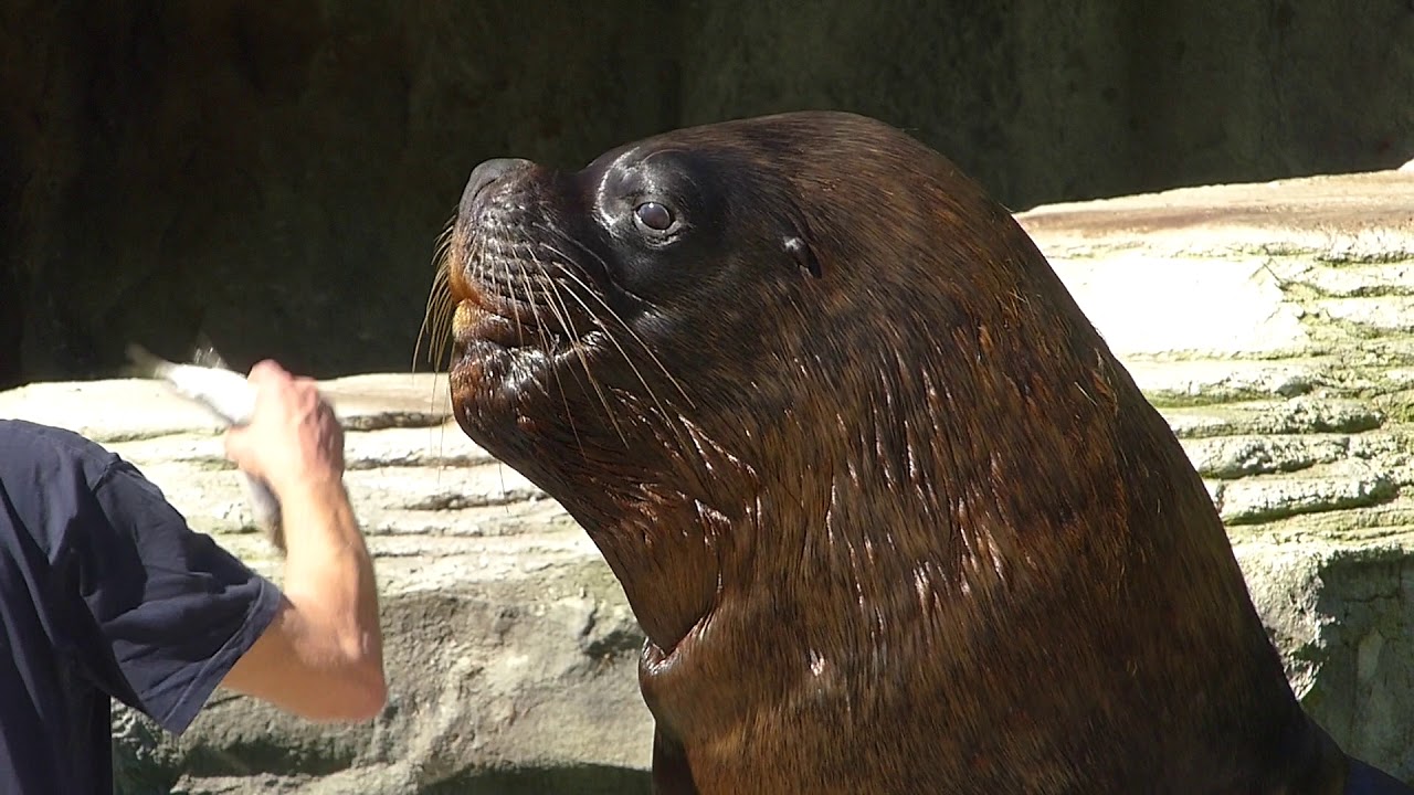 Tierpark Hellabrunn München 1 of 5 - Highlights Pelikane Pinguine Robben und Eisbären