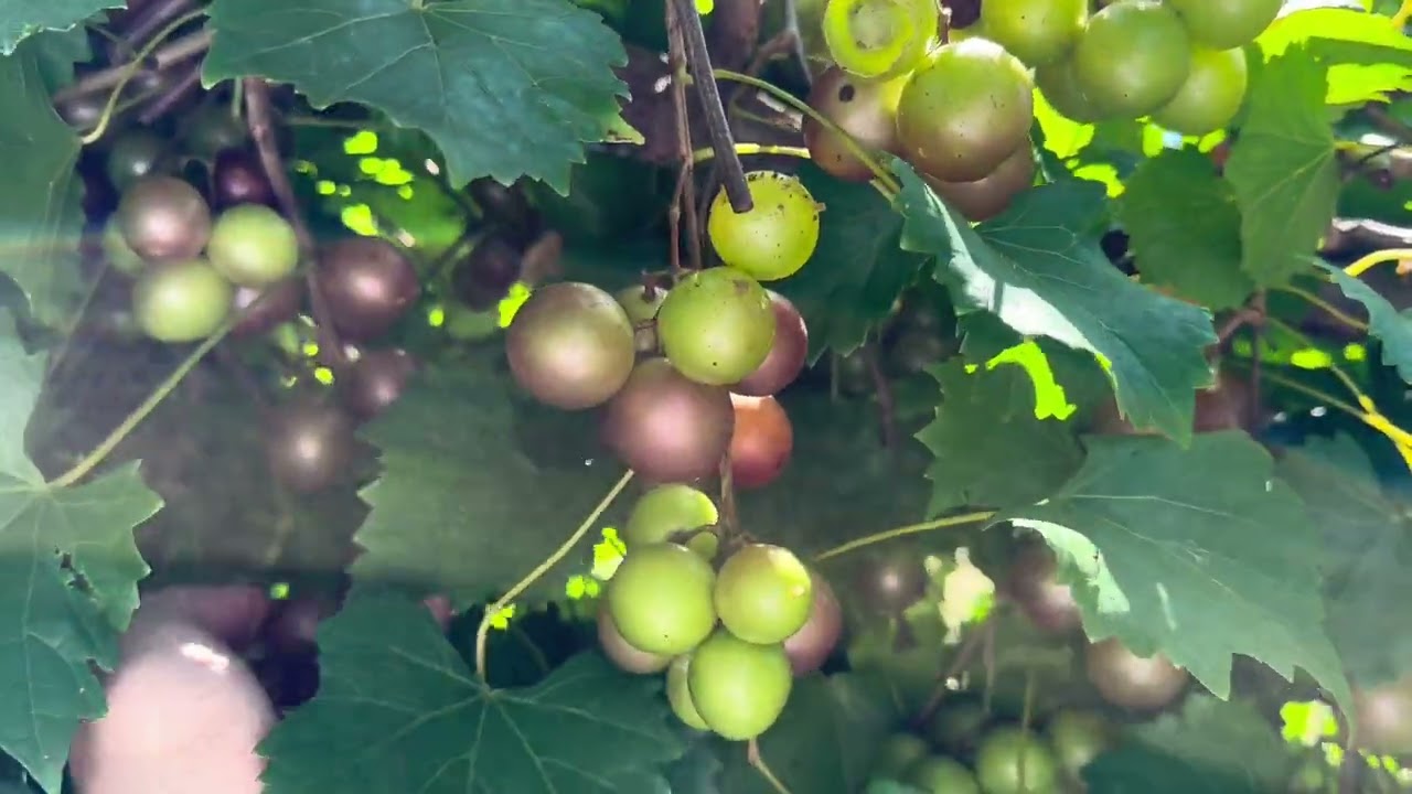 Muscadine Varieties 2024
