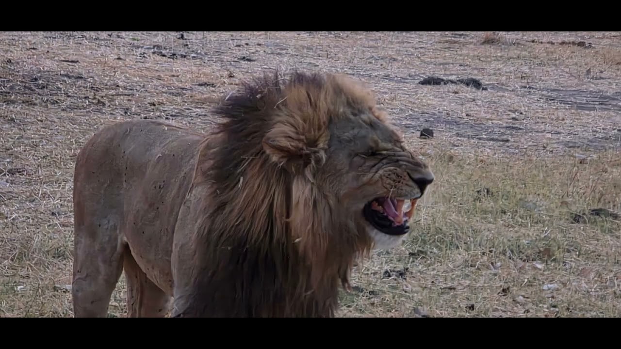 Overseas adventure travel..Botswana game drive..September 2025