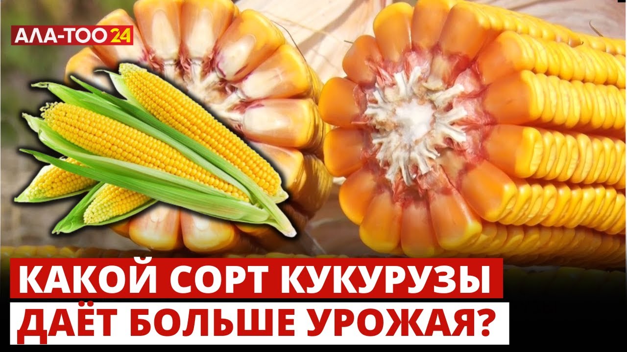 Какой сорт кукурузы даёт больше урожая?