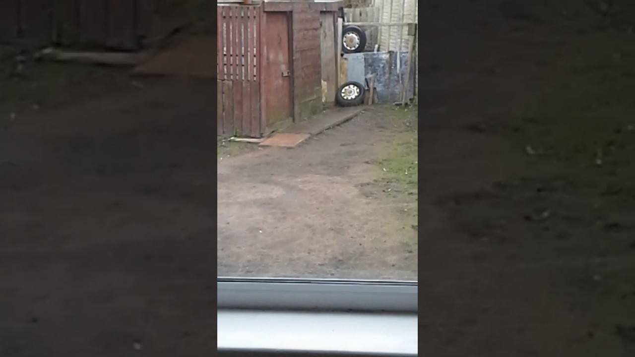 Greyhound that do not like rain trying to jump in house, greyhound jumping across the window, greyho