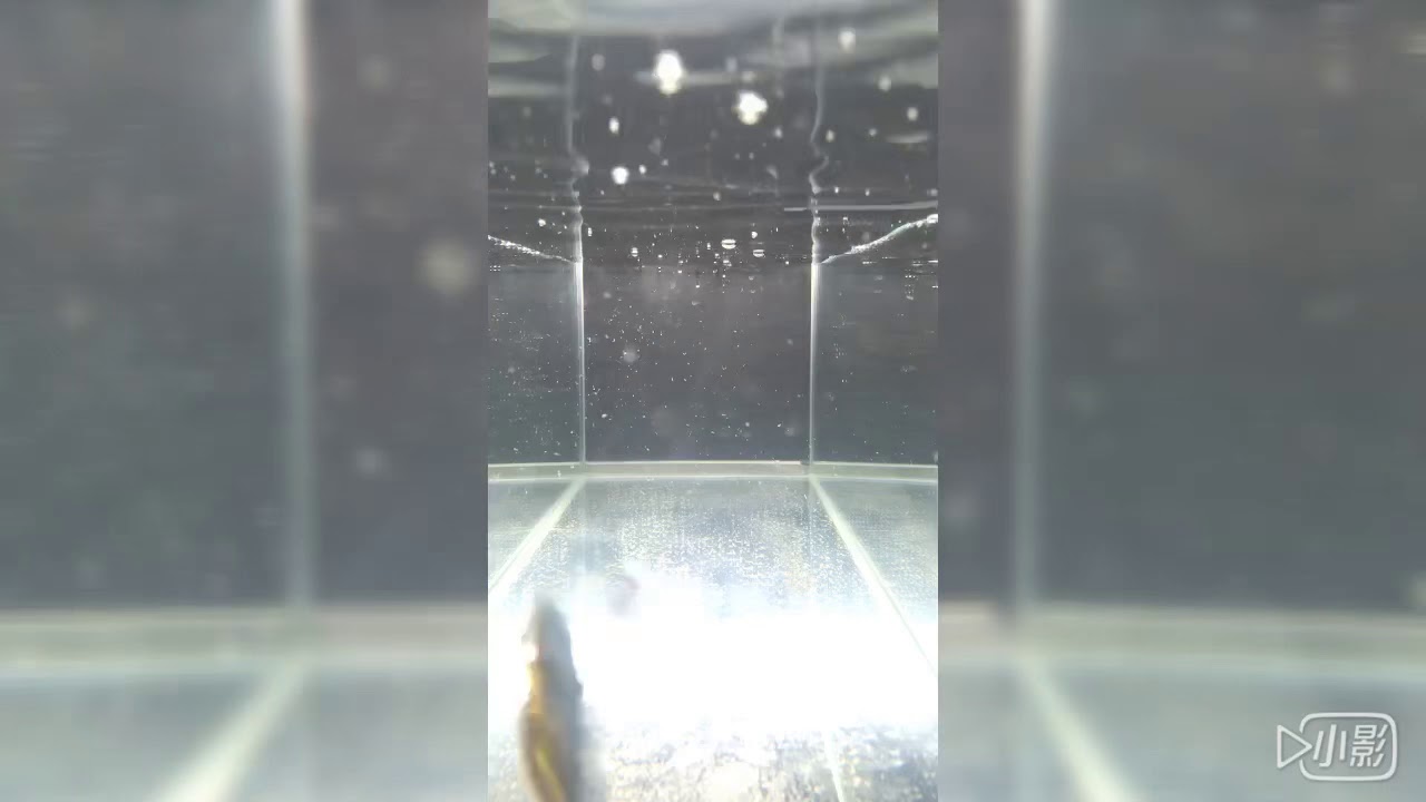 Sasaki 貓眼 迷你顫泳 4.1cm VIB 遠投沉水波爬 黑鱸 烏溜 吳郭 呆呆一口吞 Cat Eye Lipless Crankbait 水中泳姿 underwater action