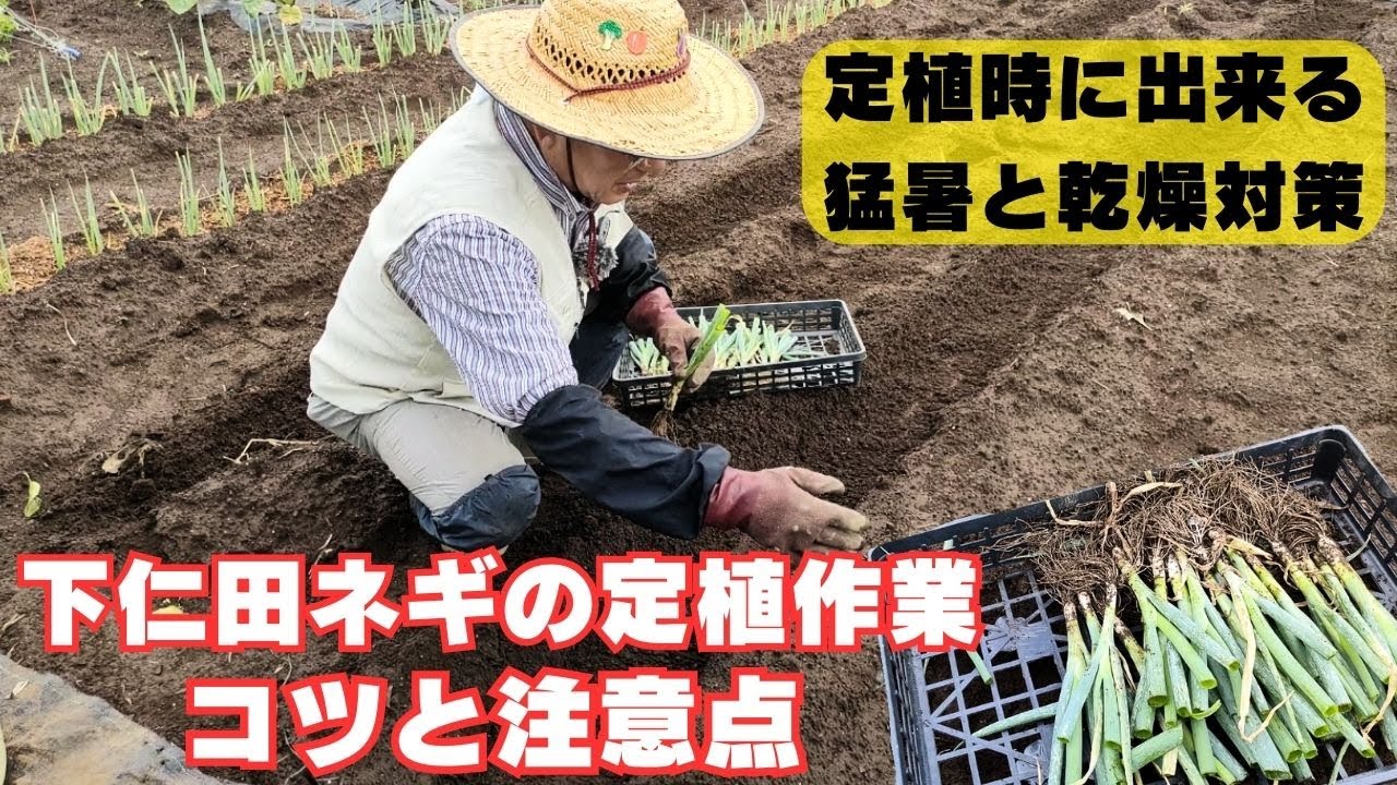 太くて短い！下仁田ネギの定植方法【コツ】【注意点】【猛暑】2024年6月23日