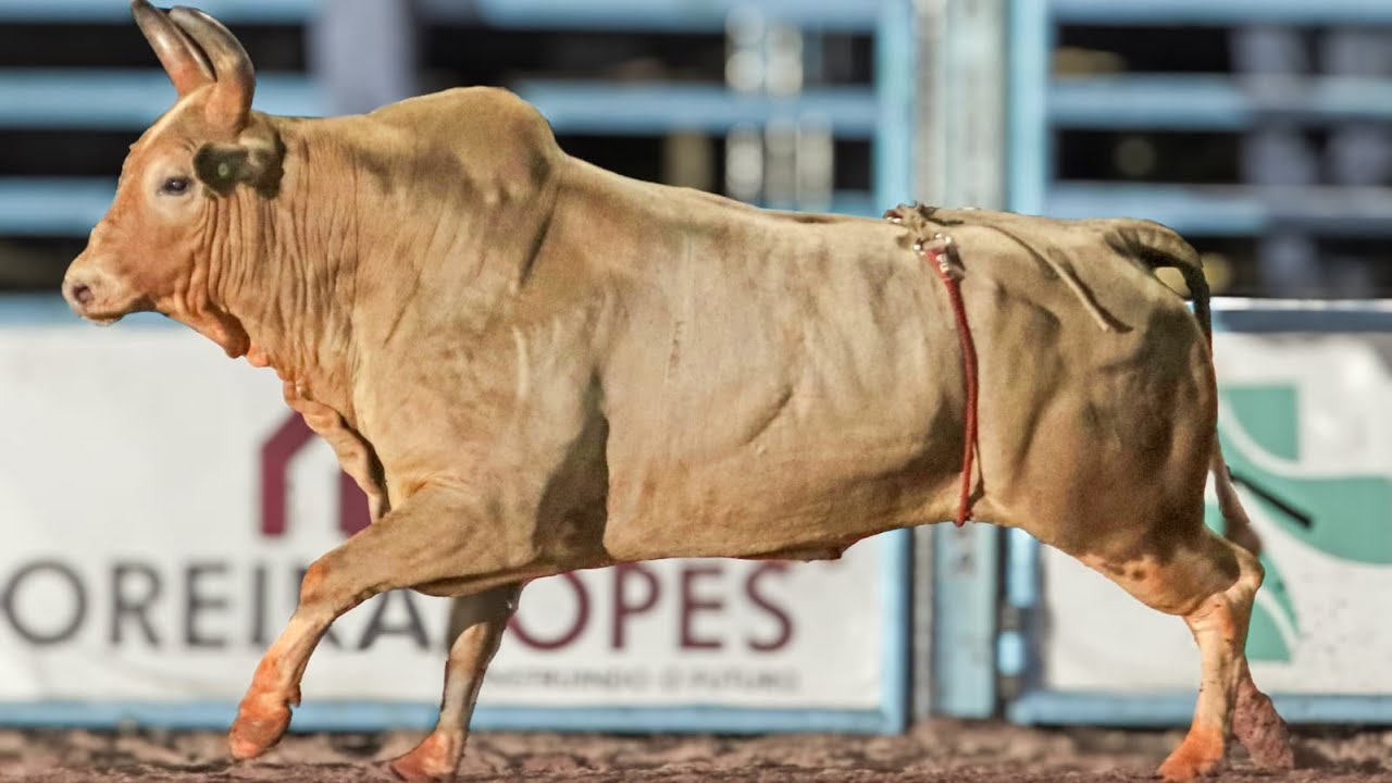 COBIÇADO, o TOURO que ASSUSTOU os PEÕES e DESFILOU nas arenas do BRASIL - MELHOR TOURO do CRP 2024