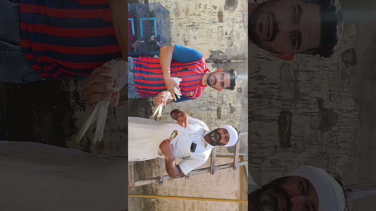ਦੇਖੋ ਭੁੱਚੋ ਵਾਲੇਆ ਦੇ ਰੱਤੇ ਕਬੂਤਰ 🕊️🕊️🕊️