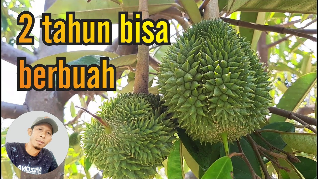 kebun durian musangking 2 tahun berbuah