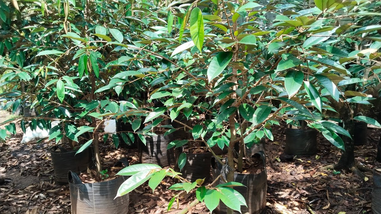 durihitam 2m