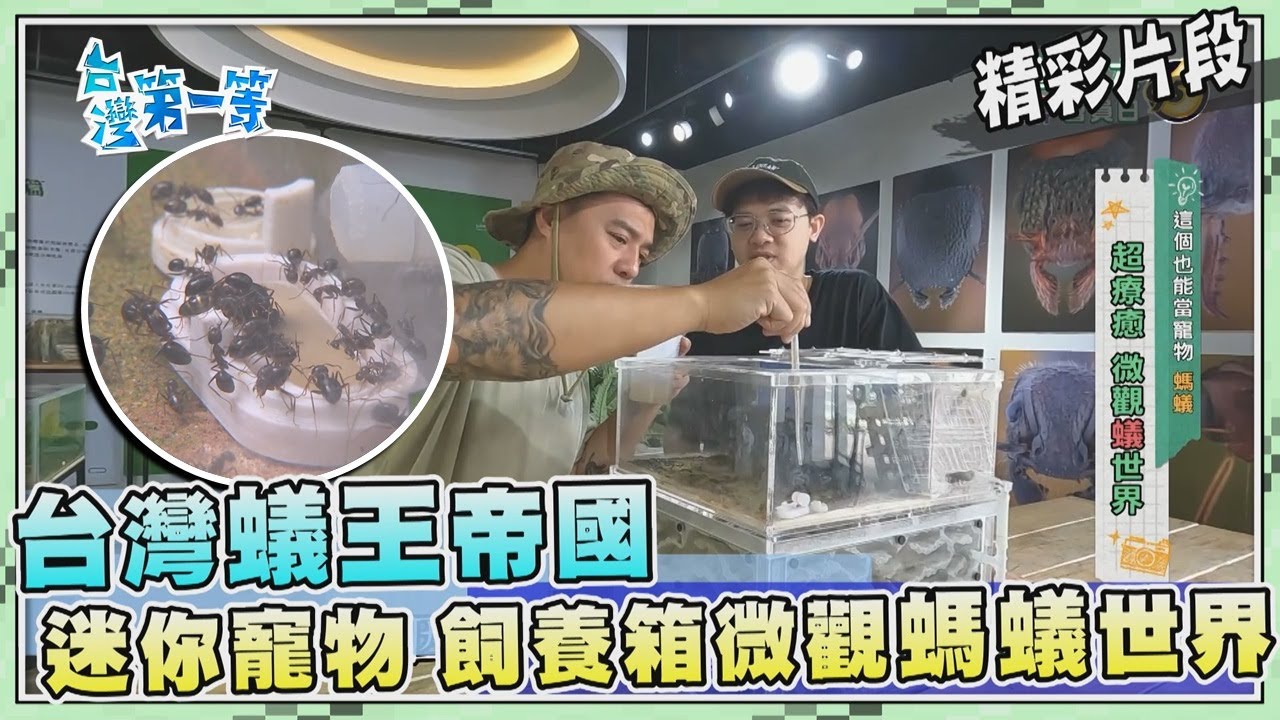 台灣第一等【台灣蟻王飼育50種本土蟻種 飼養箱微觀螞蟻蟻窩社會（希氏巨山蟻 特化工蟻／台灣特有臭巨山蟻）】_496集精選版