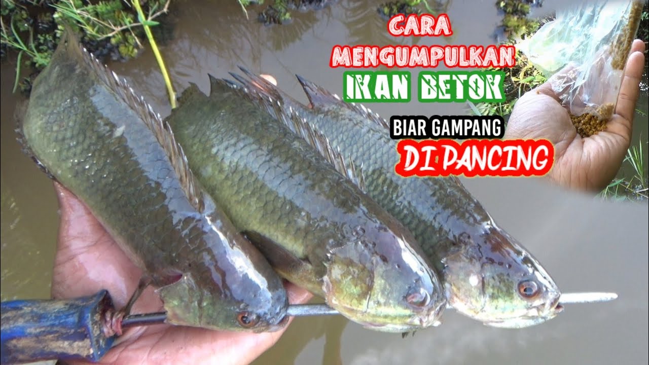 Cara sederhana mengumpulkan ikan betok besar biar gampang di pancing