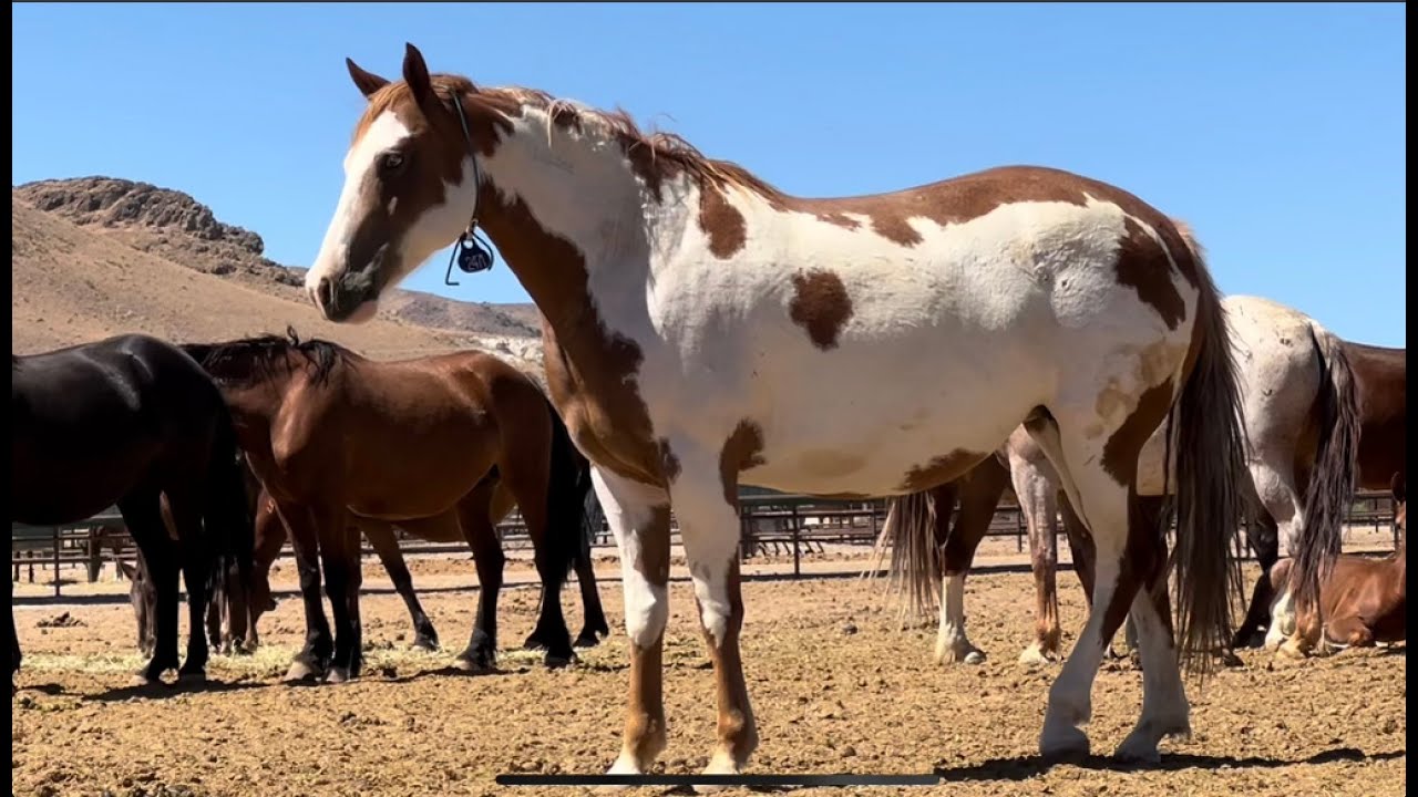 Looking at wild horses at the Palomino Valley holding facility!