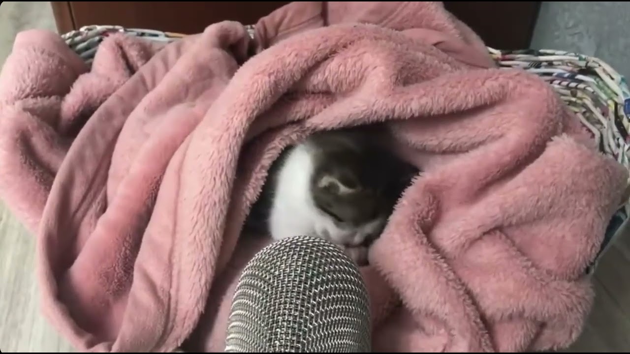 Kitty ASMR