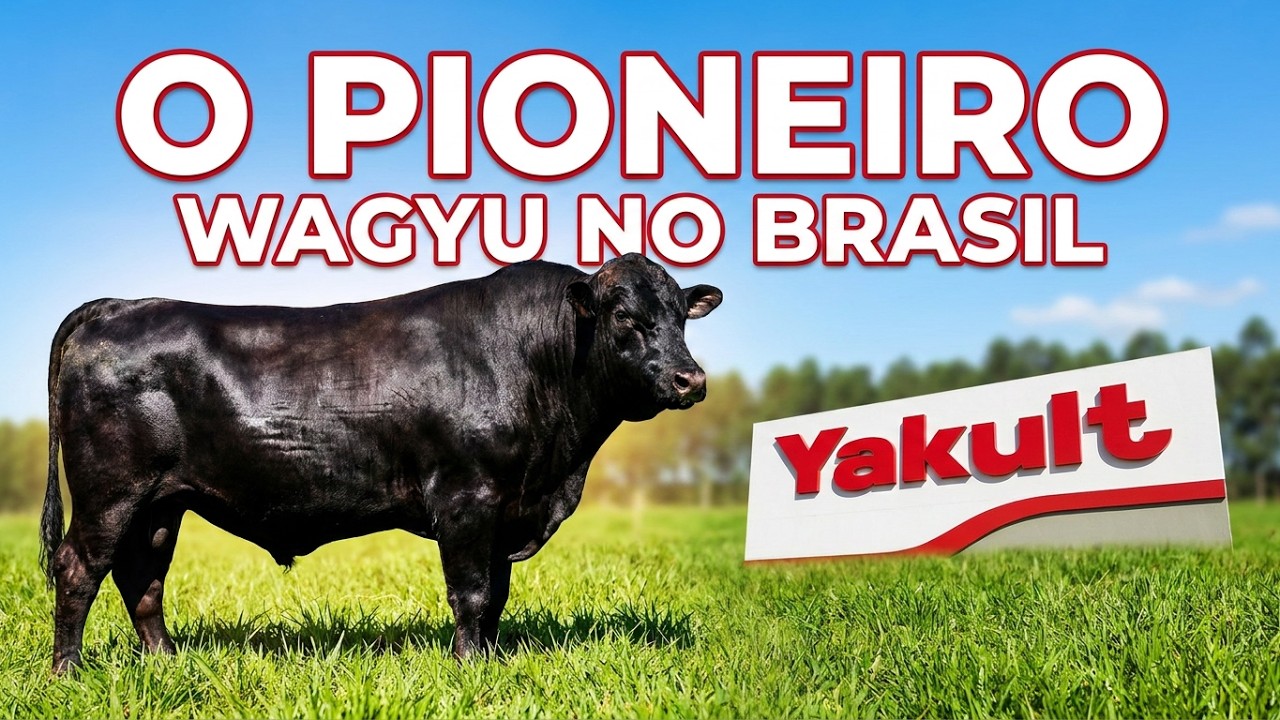 WAGYU - CONHEÇA O CRIADOR DAS RAÇAS WAGYU PRODUZIDO NO BRASIL