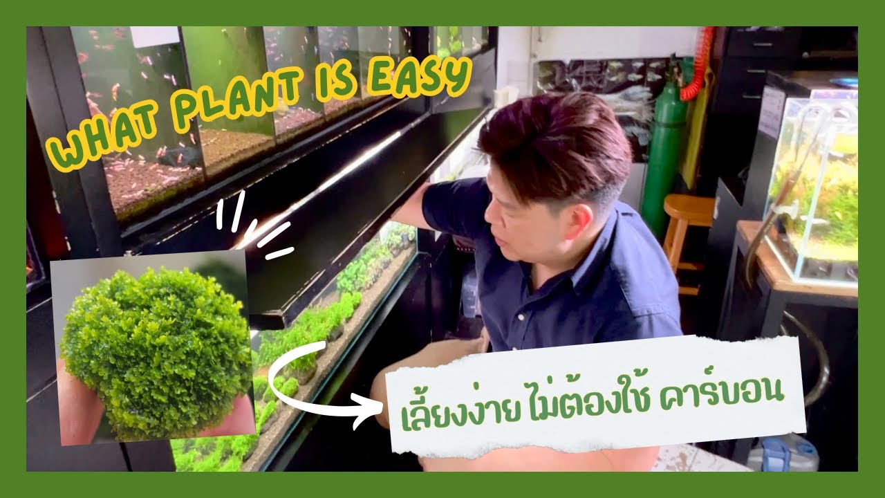 What plant is easy no need carbon   ต้นไม้น้ำ มอสเลี้ยงง่าย ไม่ต้องใช้ คาร์บอน