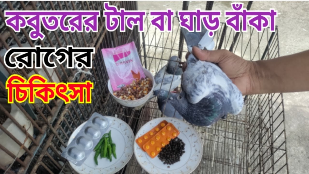 কবুতরের টাল বা ঘাড় বাঁকা রোগের চিকিৎসা | Treatment of crooked neck disease in pigeons |