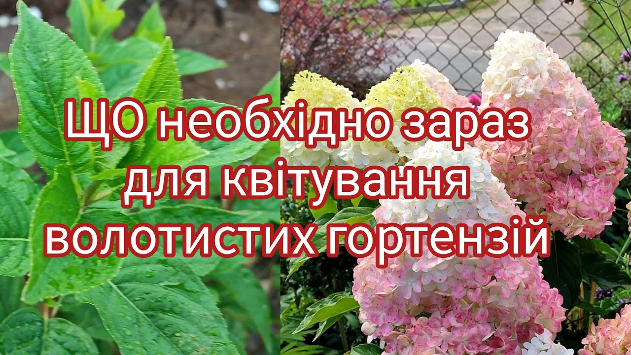 Зробіть це зараз для волотистих гортензій☝️Результати різного живцювання👍👎