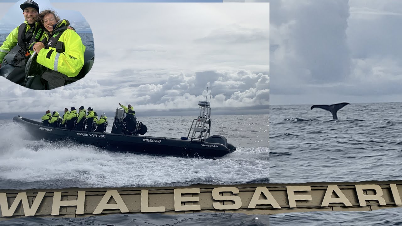 Sea Safari Andenes / Sperm Whale / Potvissen spotten vanaf een rib