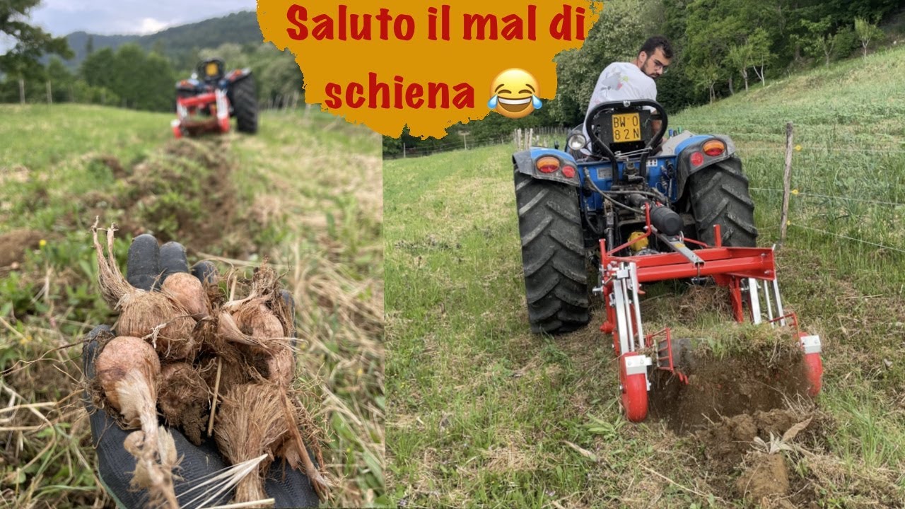 Espianto Cormi di Zafferano di Montagna - Landini 2-55 con Scavapatate  SP50V @checchiemagli