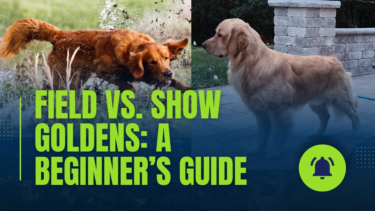 Field vs. Show Golden Retrievers: History, Health & Choosing the Right One
