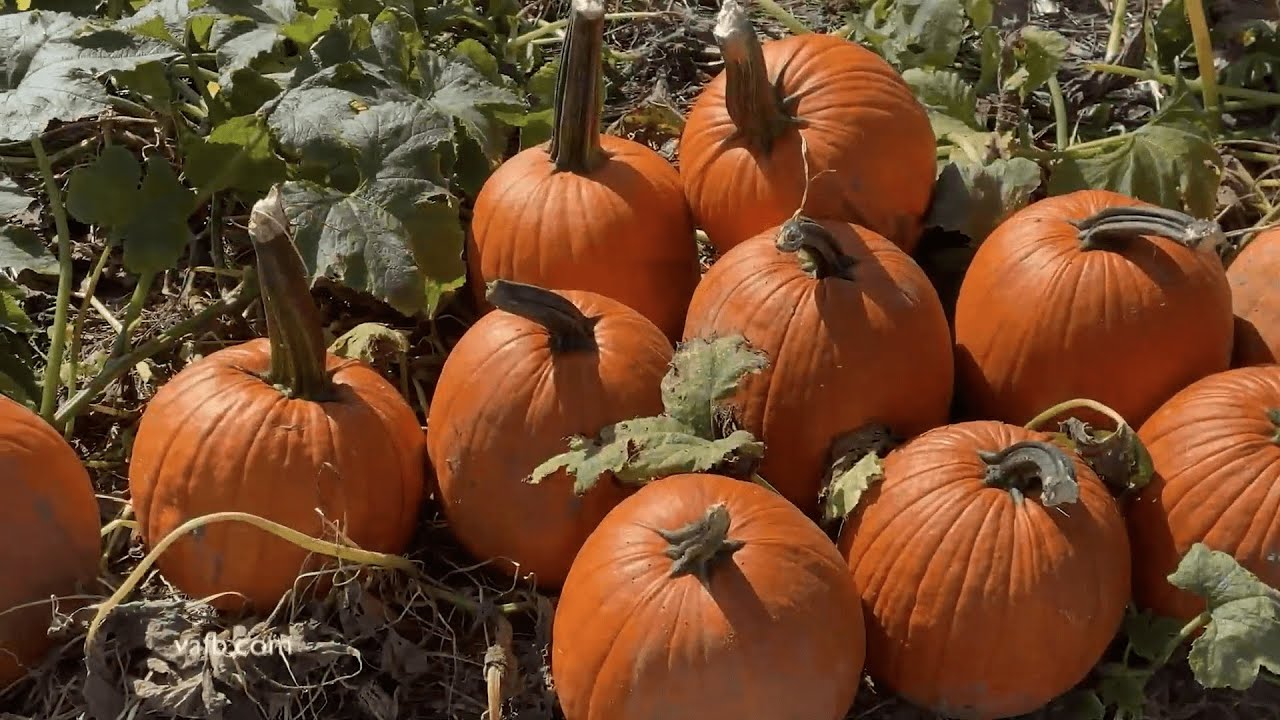 New Kent County Closeup