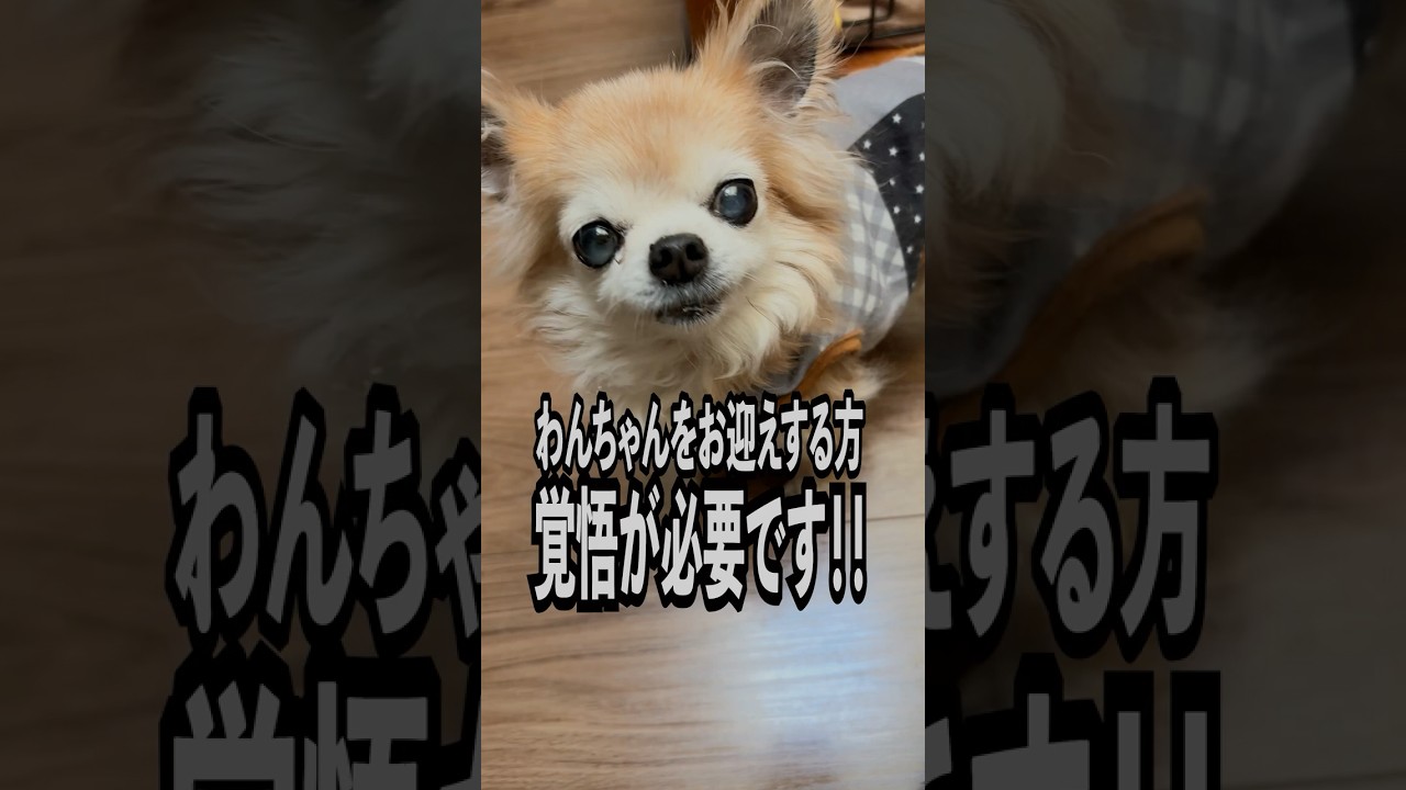 【わんちゃんをお迎えする前に知っておくべきこと】