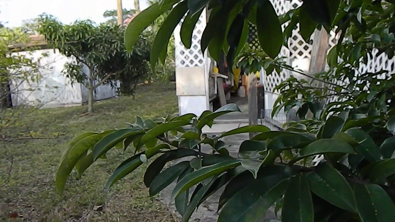 VIDEO- 3 JABAO TERMINA ENCAJONANDO LA BUCHONA