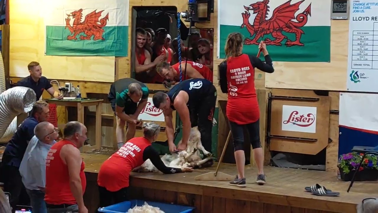 Lloyd Rees British 9 hour Lamb Shearing Record 19.8.22  -  'The Magic Moment'