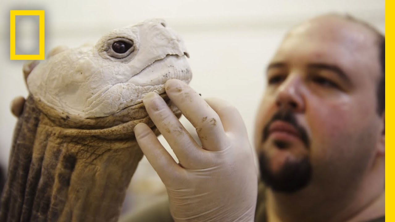 Life After Death: Extinct Animals Immortalized With Taxidermy | National Geographic