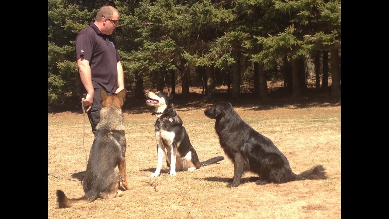Training More Than One Dog in the House