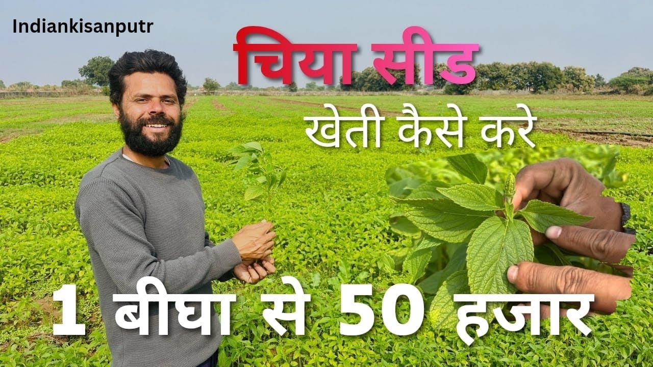 चिया सीड की खेती || chia seed || औषधीय पौधों की खेती | भीलवाड़ा भगवानपुरा 