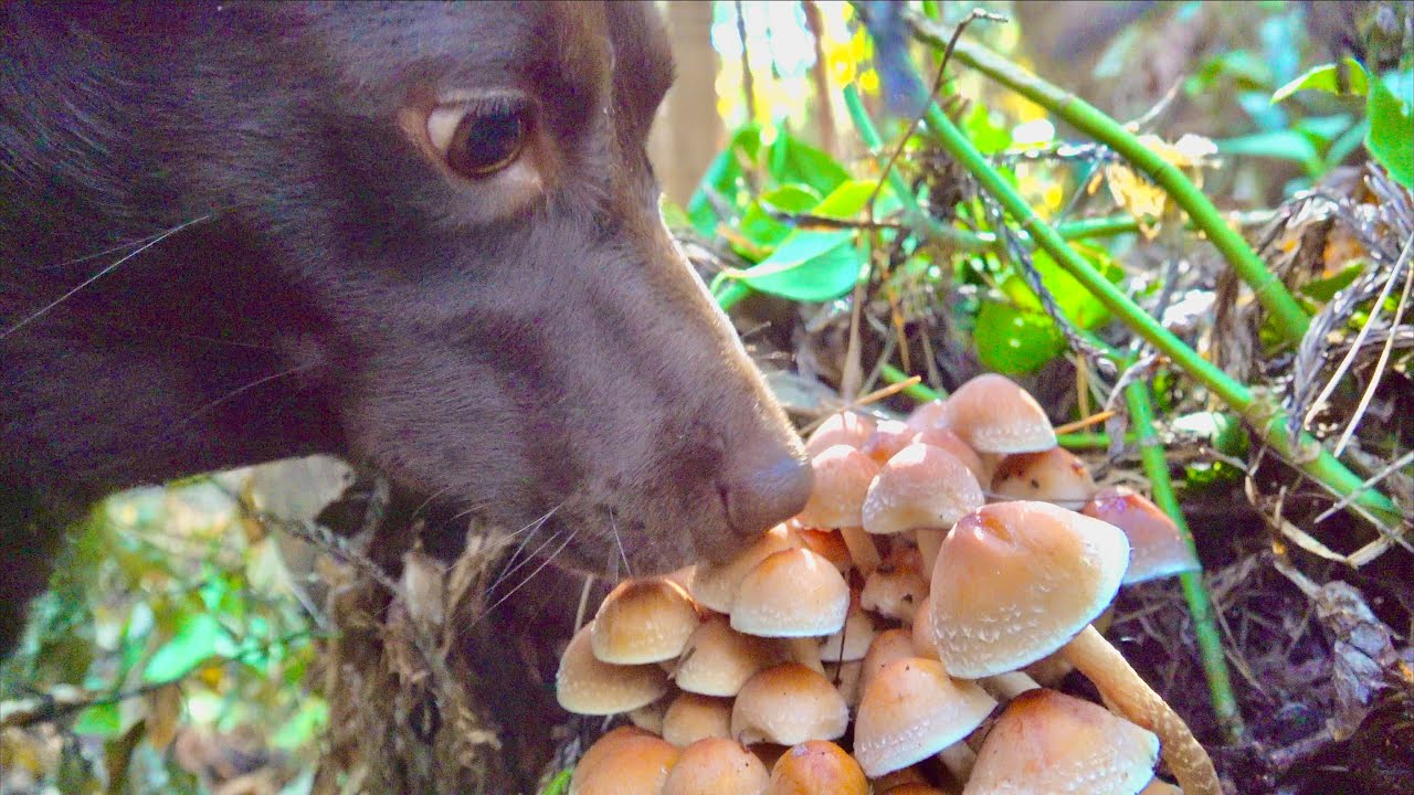 Грибная охота с собаками