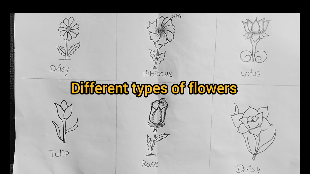 How to draw different types of flowers 