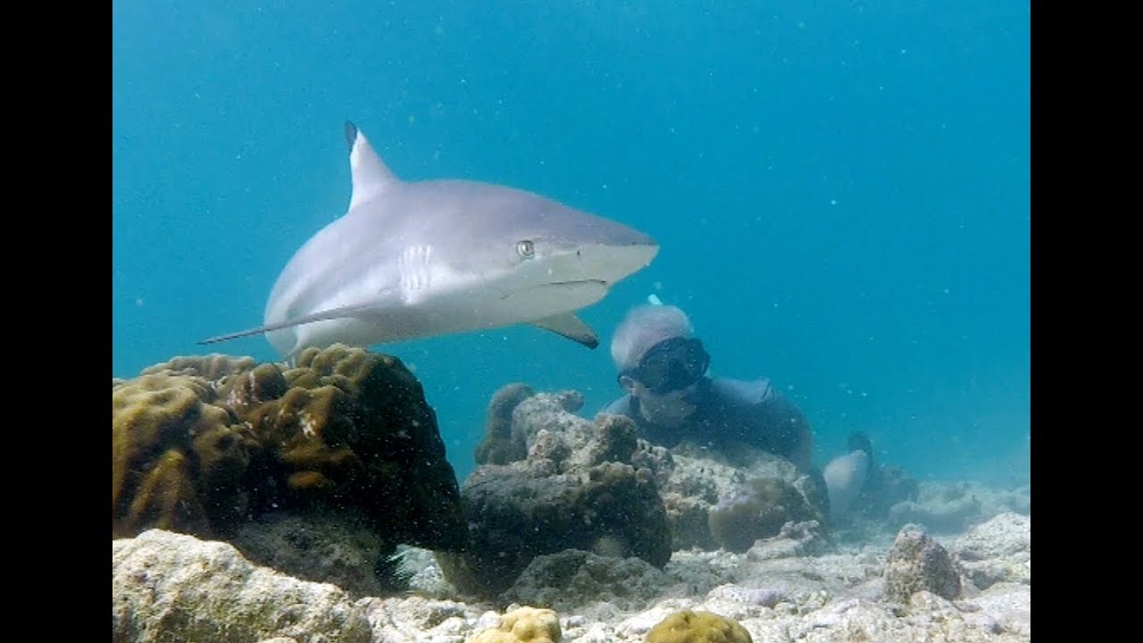 Phi Phi Diving 2018