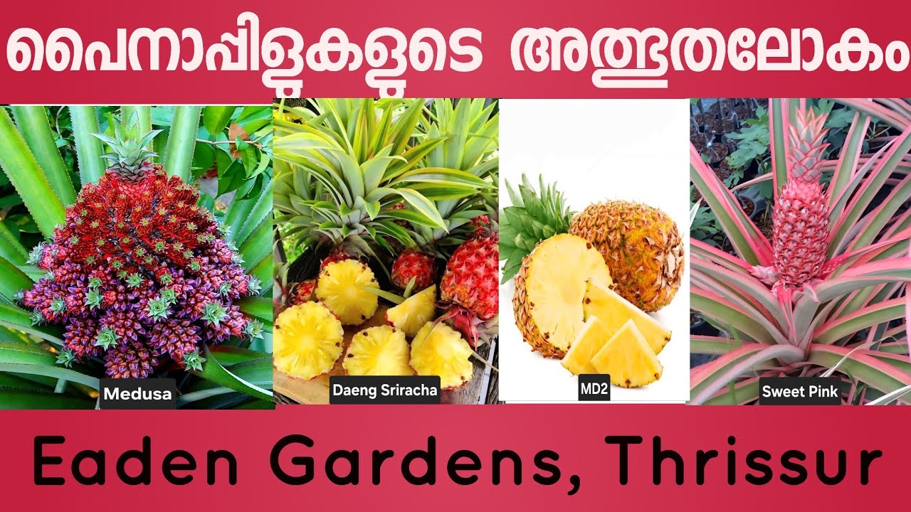 വിദേശ രാജ്യങ്ങളിലെ പൈനാപ്പിളുകളുടെ അതിശയലോകം കാണാം..!!