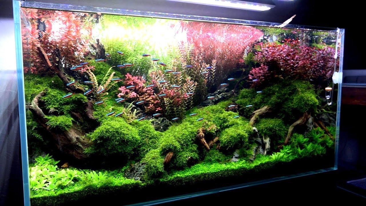 I want you to see my proud aquarium ３分だけでいいから俺の誇り高き水草水槽を見て欲しい。