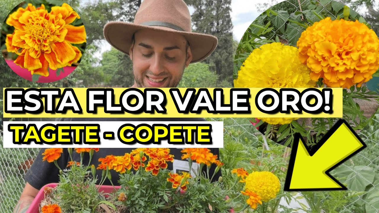 5 INCRE&Iacute;BLES Usos Del TAGETE Que NO CONOC&Iacute;AS! | Para que Sirve El CEMPAS&Uacute;CHIL?