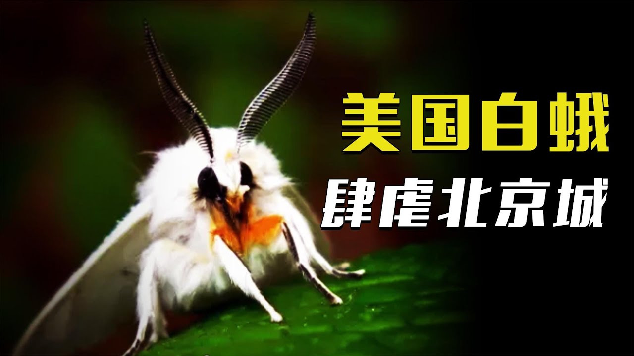 美国白蛾在北京泛滥，树叶都被啃光！市民不堪其扰【科普任意门】